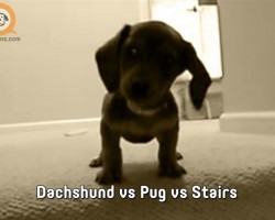 Dachshund vs Pug vs Stairs