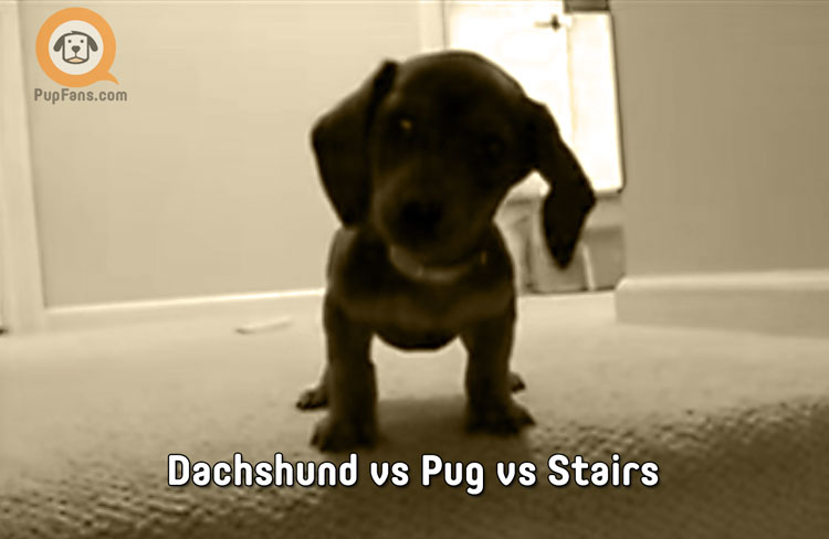 Dachshund vs Pug vs Stairs