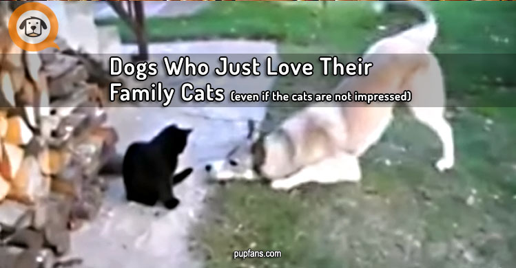 Dogs Who Just Love Their Family Cats