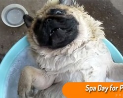 Hedonist Pug Enjoys a Day at the Spa