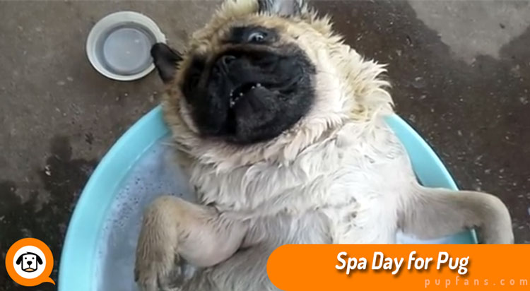 Spa Day for Pug