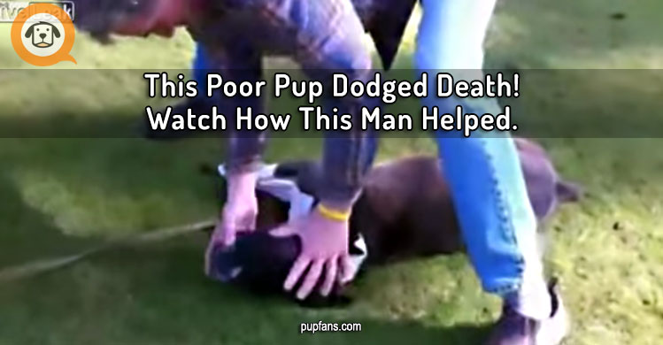 This Poor Pup Dodged Death