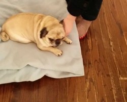 For Pups of All Ages: Old-Timer Pug Shows His Joy At Seeing His Family