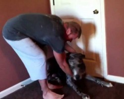 What Happens When this MASSIVE Great Dane Hears it’s Bath Time?