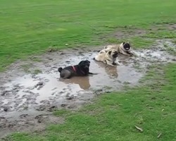 Three Pugs Got Up To Mischief at Dog Park and Their Owner’s Reaction is Hilarious