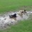 Three Pugs Got Up To Mischief at Dog Park and Their Owner’s Reaction is Hilarious