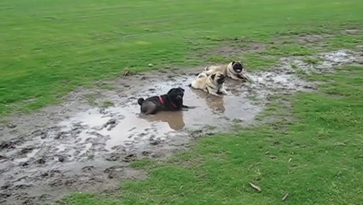 3 Pugs in Mud