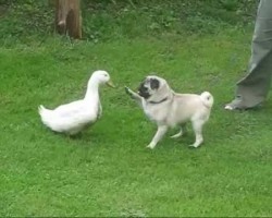 Crafty Pug Duck Hunter