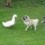 Crafty Pug Duck Hunter