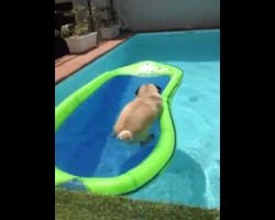 Do Pugs Hate the Swimming Pool? Not Always!