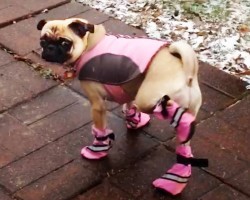Dogs Who Don’t (Yet) Love Their Shoes