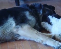 Gentle Giant German Shepherd Entertains Adorable Puppy