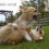 Puppies Frolicking in Slow Motion