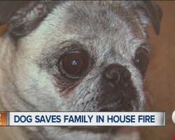 [Video] How Jersey the Hero Pug Saved Her Family