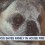 [Video] How Jersey the Hero Pug Saved Her Family