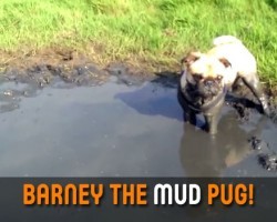Barney the Mud Pug Might Need a Bath