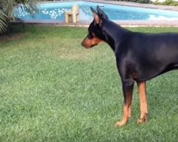 Watch an Adorable Puppy Challenge a Larger Doberman. So Cute!