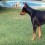 Watch an Adorable Puppy Challenge a Larger Doberman. So Cute!