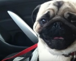 Captain the Pug Loves the Pet Store