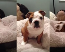 Watch How Much an English Bulldog Puppy Loves His New Bed