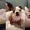 Watch How Much an English Bulldog Puppy Loves His New Bed