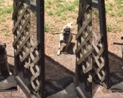 Pug Just Can’t Seem to Fit Her Stick Through the Door