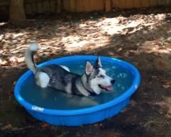 When a Pooch Gets a New Pool, He has the Time of His Life