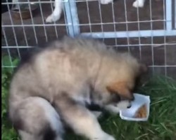 Malamute Pup Wants to Eat With Big Dogs