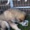 Malamute Pup Wants to Eat With Big Dogs