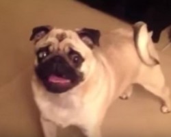Energetic Pug Named Grimley Refuses to Go to Bed!