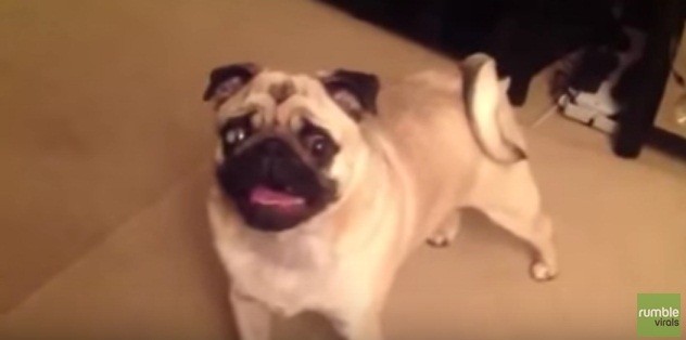 Energetic Pug Named Grimley Refuses to Go to Bed!