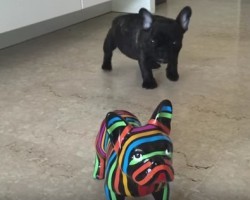 French Bulldog’s Response is Priceless When He Encounters a “Fake” Dog