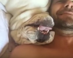 This Bulldog Doesn’t Want to Wake up! Just Watch How He Responds to His Owner!