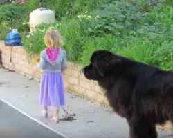 Loyal Newfoundland Dog Watches Over a Little Girl by the Pool