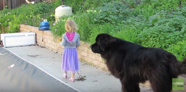 Loyal Newfoundland Dog Watches Over a Little Girl by the Pool