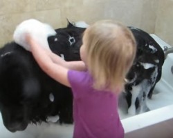 Little Girl Gives a Giant Dog a Bath in Adorable Fashion!