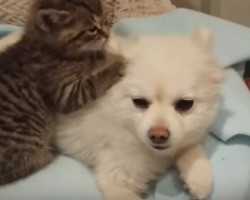 The Bond Between a Kitten and Pomeranian Will Make You Go “Aww”