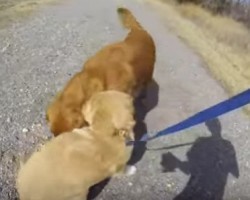 This Sweet Reunion Between a Mom and Her Pup Will Bring You to Tears!