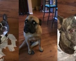 Who’s Guilty of This Toilet Paper Mess?! Watch a Bull Mastiff Out His Best Friend!