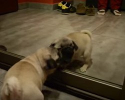 Cute Pug Tries Really Hard to Play with His Reflection in the Mirror