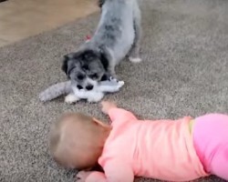 A Puppy and Baby Battle Over the Same Toy and Their Interaction is Adorable!