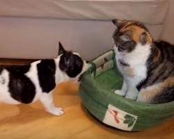 When a Cat Takes Over a French Bulldog’s Bed, You Won’t Believe What Happens!