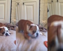 Watch This Sleeping Bulldog Surprise Everyone with His Attack