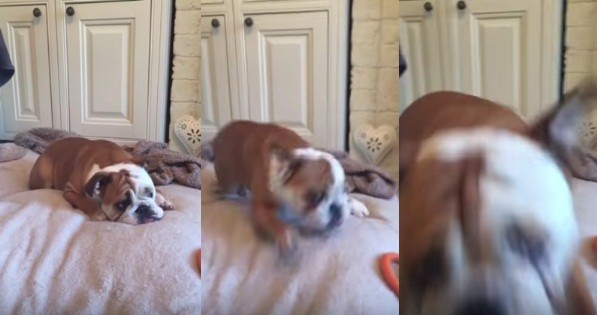 Watch This Sleeping Bulldog Surprise Everyone with His Attack