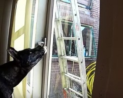 Watch as Sneaky Dog Manages to Escape the House