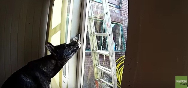 Watch as Sneaky Dog Manages to Escape the House