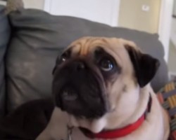 Pug Gets Lectured and You Won’t Believe His Reaction – Wow!