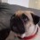 Pug Gets Lectured and You Won’t Believe His Reaction – Wow!