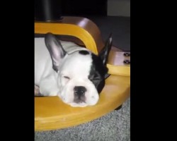 Too Cute for Words! Snoring Puppy Is Totally Out Of It!