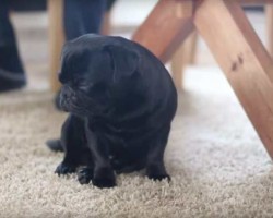 Beautiful Pug Teaches Us To Live “In the Now”